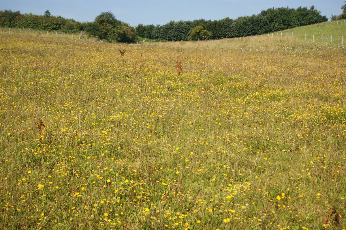 Wide grassy meadow dotted with small yellow wildflowers, bordered by trees under a clear blue sky, peaceful natural mood